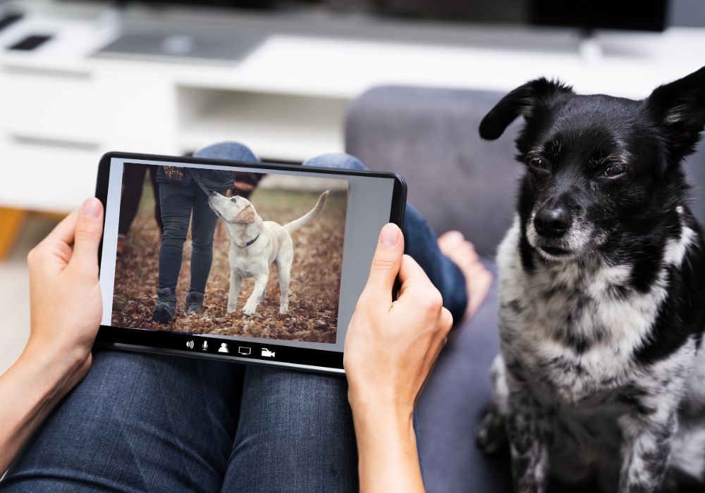 Online Dog Training Programs